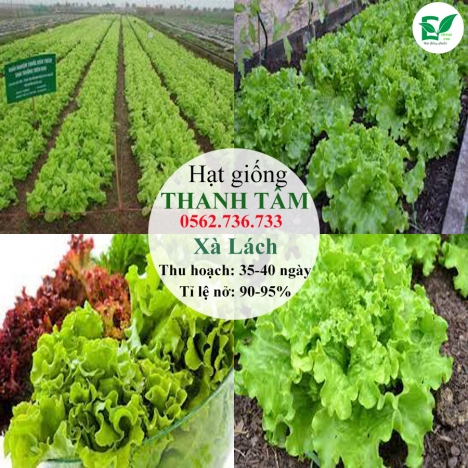 Combo 17 loại hạt giống chỉ 95k - freeship