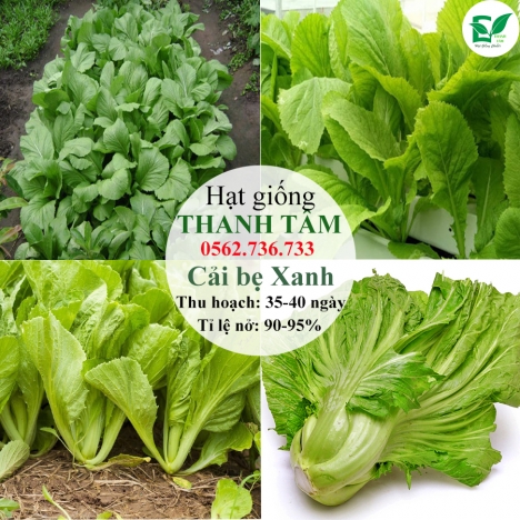 Combo 17 loại hạt giống chỉ 95k - freeship