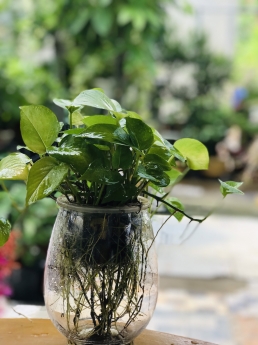 Cây trầu bà thủy sinh giá rẻ tại tphcm