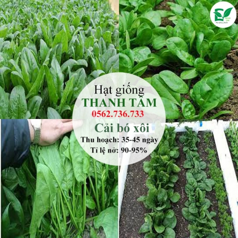 Combo 17 loại hạt giống chỉ 95k - freeship