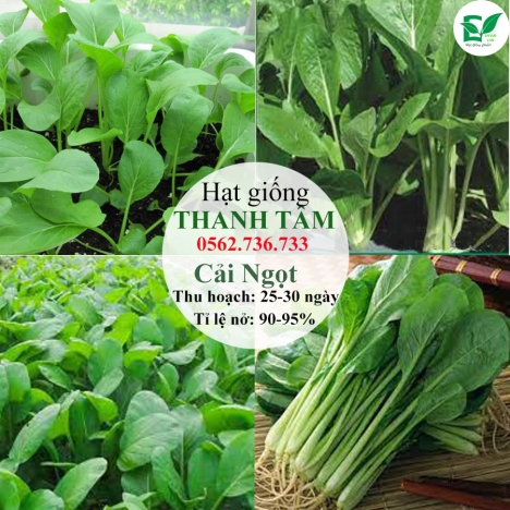 Combo 17 loại hạt giống chỉ 95k - freeship