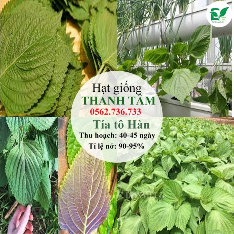Combo 17 loại hạt giống chỉ 95k - freeship