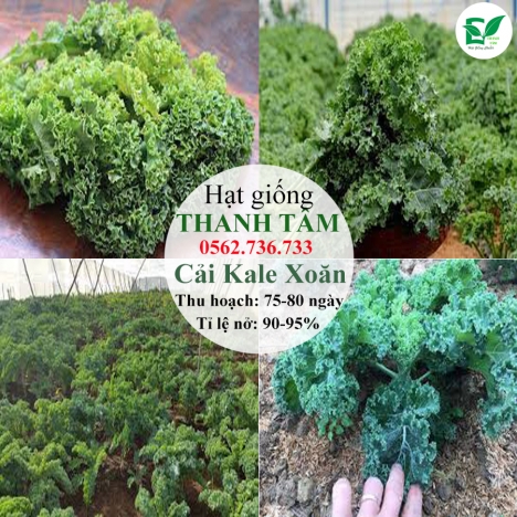 Combo 17 loại hạt giống chỉ 95k - freeship
