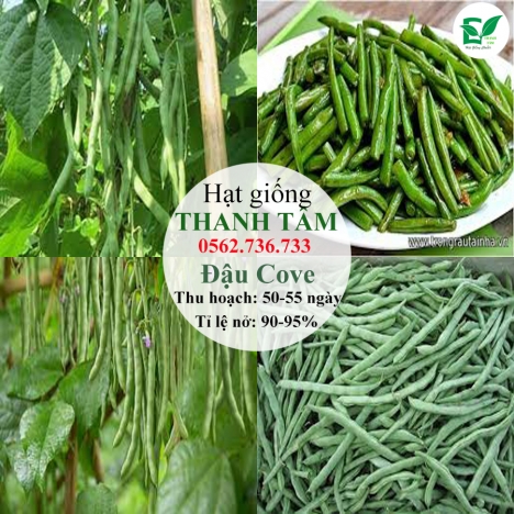 Combo 17 loại hạt giống chỉ 95k - freeship