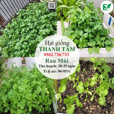 Combo 17 loại hạt giống chỉ 95k - freeship