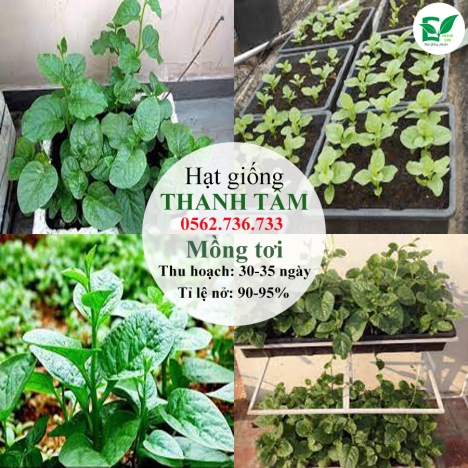 Combo 17 loại hạt giống chỉ 95k - freeship