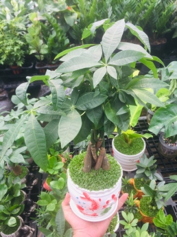 Cây kim ngân giá rẻ
