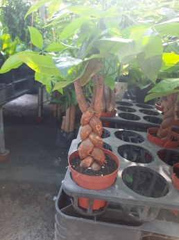 Cây kim ngân giá rẻ