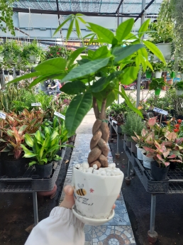 Cây kim ngân giá rẻ
