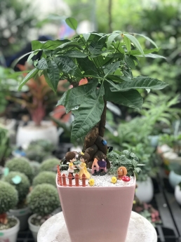 Cây kim ngân giá rẻ