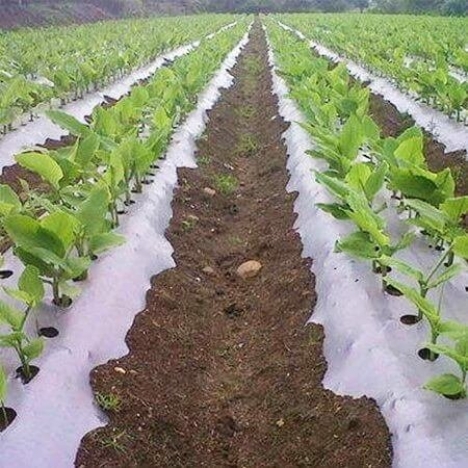 Đại lý màng phủ nông nghiệp, bạt phủ nông nghiệp, màng PE phủ luống, màng nilon phủ đất