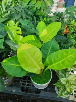 Cây trầu bà đế vương vàng giá rẻ