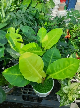 Cây trầu bà đế vương vàng giá rẻ