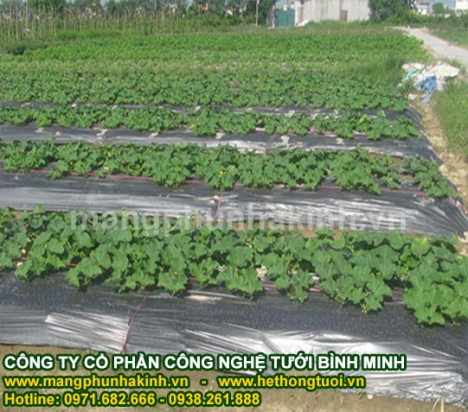 Hướng dẫn sử dụng màng phủ nông nghiệp đúng cách, màng phủ luống, màng phủ nông nghiệp giá rẻ