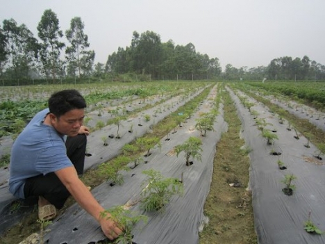 Đại lý màng phủ nông nghiệp, bạt phủ nông nghiệp, màng PE phủ luống, màng nilon phủ đất