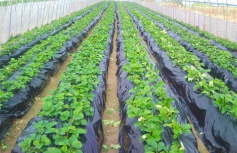 Đại lý màng phủ nông nghiệp, bạt phủ nông nghiệp, màng PE phủ luống, màng nilon phủ đất