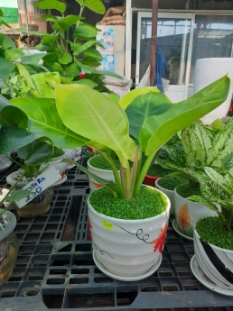 Cây trầu bà đế vương vàng giá rẻ
