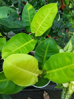 Cây trầu bà đế vương vàng giá rẻ