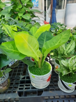 Cây trầu bà đế vương vàng giá rẻ