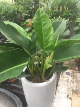 Cây trầu bà đế vương xanh giá rẻ tại vườn