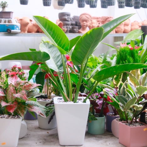 Cây trầu bà đế vương xanh giá rẻ tại vườn