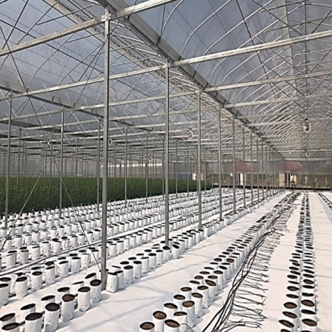 Bạt trải nền trong nhà kính,bạt phủ đất giá rẻ