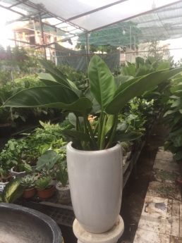 Cây trầu bà đế vương xanh giá rẻ tại vườn