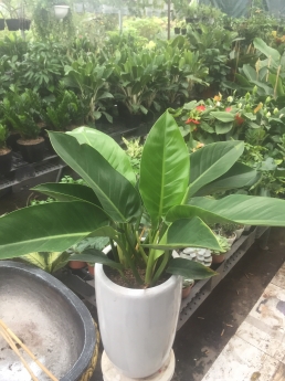 Cây trầu bà đế vương xanh giá rẻ tại vườn