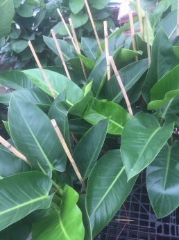 Cây trầu bà đế vương xanh giá rẻ tại vườn