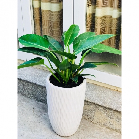Cây trầu bà đế vương xanh giá rẻ tại vườn