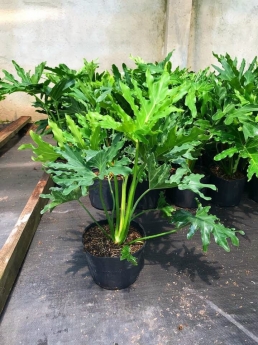 Cây trầu bà thanh xuân giá rẻ