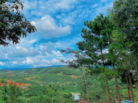 Secondhome vùng ven Đà Lạt view đồi thông 12x44m giá 639 triệu.