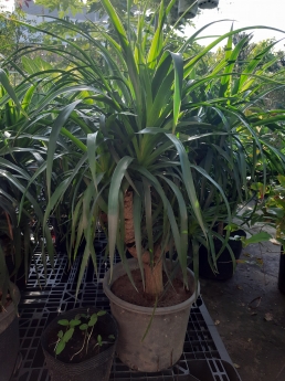 Cây phát tài núi giá rẻ tại vườn