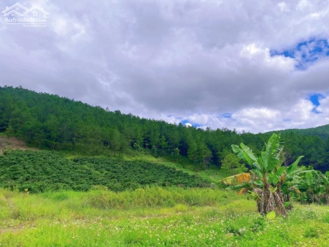 Bán đất nghỉ dưỡng Đà Lạt vùng ven hơn 500m2 tại Thôn 3 - xã Gia Lâm, Lâm Hà, Lâm Đồng