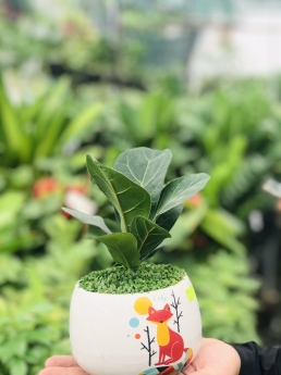 Cây Bàng Singapore Mini