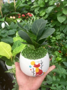 Cây Bàng Singapore Mini