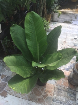 Cây đại phú gia giá rẻ