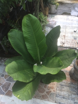 Cây đại phú gia giá rẻ