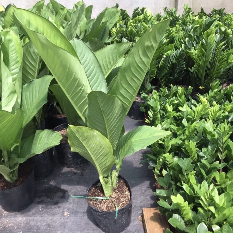 Cây đại phú gia giá rẻ