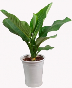 Cây đại phú gia giá rẻ
