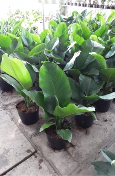 Cây đại phú gia giá rẻ