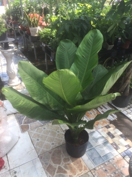 Cây đại phú gia giá rẻ