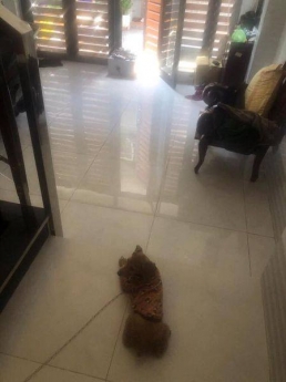 Bán nhà 36m2, 1 lầu, giá 4 tỷ, đường Phan Huy Ích, P.15, Tân Bình.