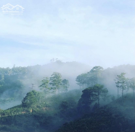Đất nghỉ dưỡng 516m2 view săn mây, lựng tựa đồi thông giá 850 triệu tại Tp. Đà Lạt- Lâm Đồng.