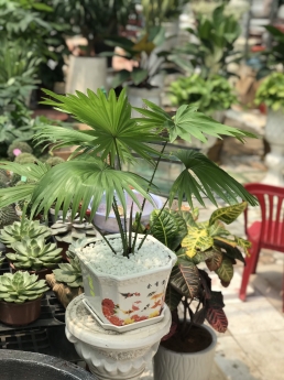 Cây cọ nhỏ giá rẻ