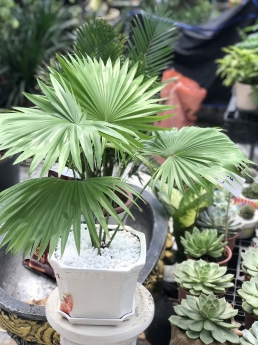 Cây cọ nhỏ giá rẻ