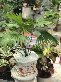 Cây cọ nhỏ giá rẻ