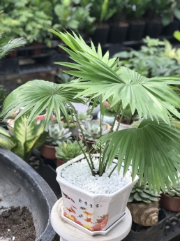 Cây cọ nhỏ giá rẻ