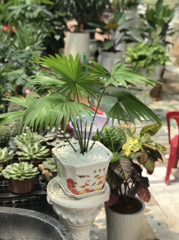 Cây cọ nhỏ giá rẻ
