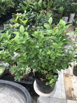 Cây chanh giấy giá rẻ tại tphcm